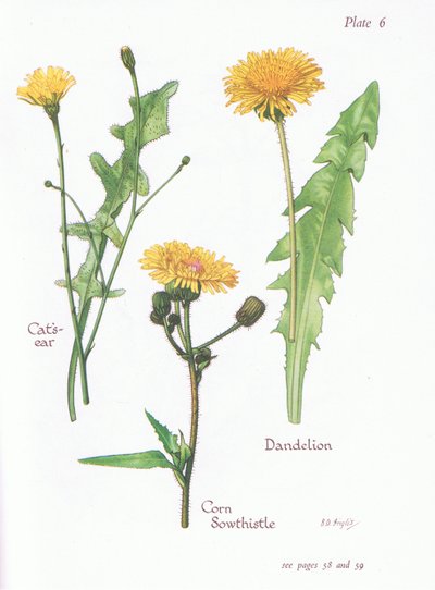 Orecchio di gatto, Tarassaco, Sonchus arvensis, 1951 da Bessie D. Inglis
