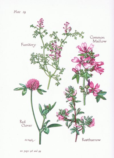 Malva comune, Ononide, Fumaria, Trifoglio rosso da Bessie D. Inglis