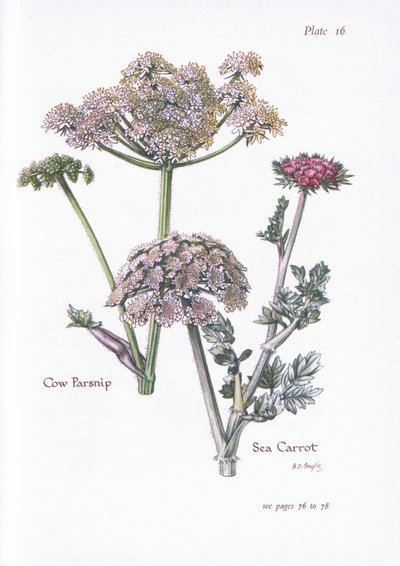 Panace, Carota di mare da Bessie D. Inglis