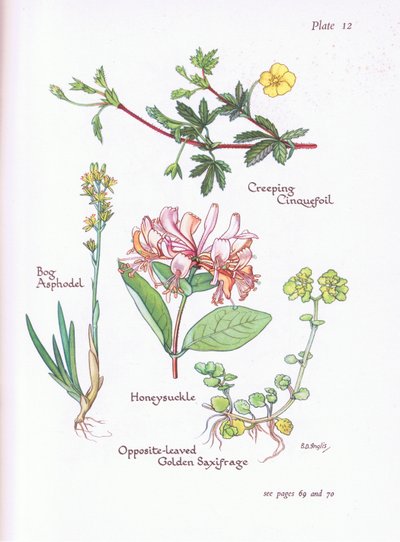 Potentilla reptans, Asfodelo giallo, Caprifoglio, Saxifraga a foglie opposte da Bessie D. Inglis