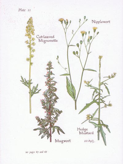 Reseda a foglie incise, Artemisia vulgaris, Lapsana, Sisymbrium officinale da Bessie D. Inglis