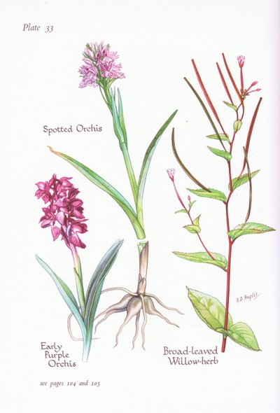 Orchidea purpurea precoce, Orchidea maculata, Epilobio a foglie larghe da Bessie D. Inglis