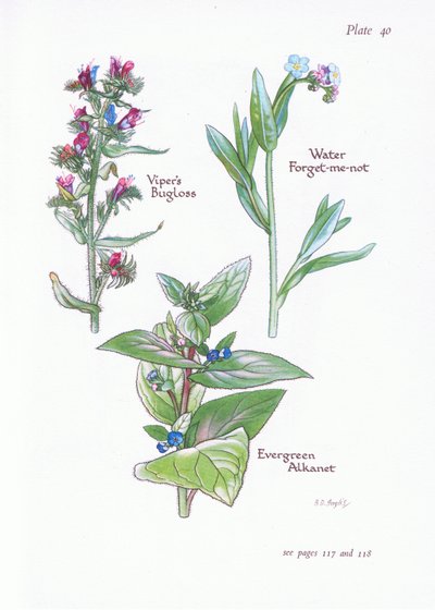 Alkanna sempreverde, Buglossa, Non ti scordar di me acquatico da Bessie D. Inglis