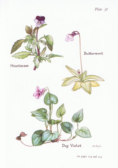 Viola del pensiero, Viola canina, Pinguicola da Bessie D. Inglis