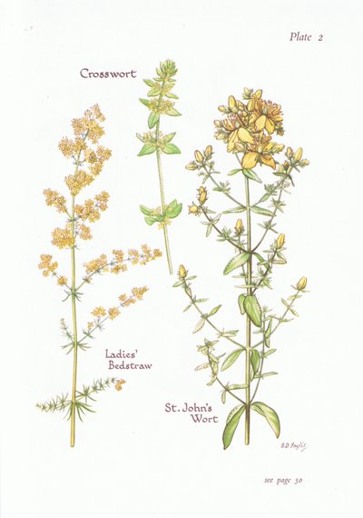 Caglio odoroso, Asperula, Iperico, 1951 da Bessie D. Inglis
