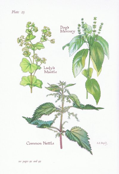 Alchemilla, Mercorella canina, Ortica comune da Bessie D. Inglis