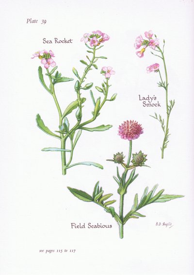 Cardamine pratense, Scabiosa dei campi, Rucola di mare da Bessie D. Inglis