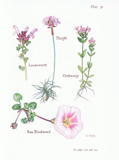 Pedicularis, Armeria marittima, Centaurea, Convolvolo marino da Bessie D. Inglis