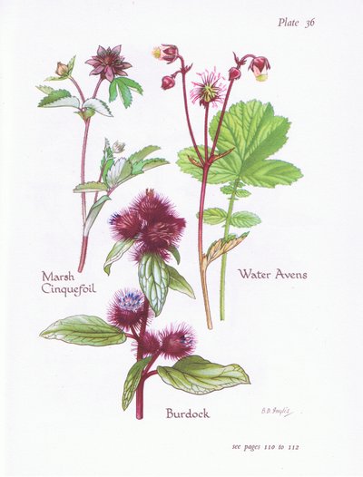 Potentilla palustre, Bardana, Geum rivale da Bessie D. Inglis