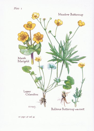 Calta palustre, Ranuncolo favagello, Ranuncolo dei prati, Ranuncolo bulboso, 1951 da Bessie D. Inglis