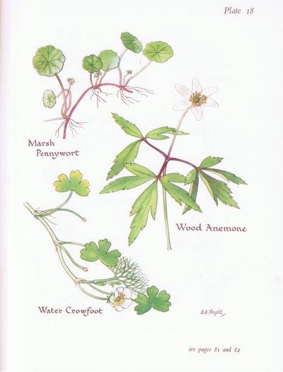 Centella, Anemone dei boschi, Ranuncolo acquatico da Bessie D. Inglis