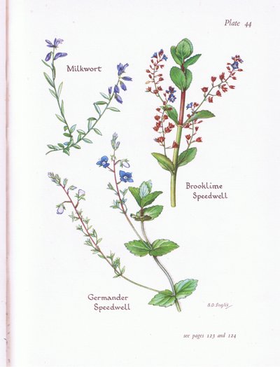 Poligala, Veronica beccabunga, Veronica, Veronica chamaedrys da Bessie D. Inglis