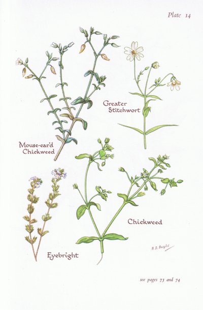 Cerastio comune, Stellaria holostea, Stellaria media, Euphrasia da Bessie D. Inglis
