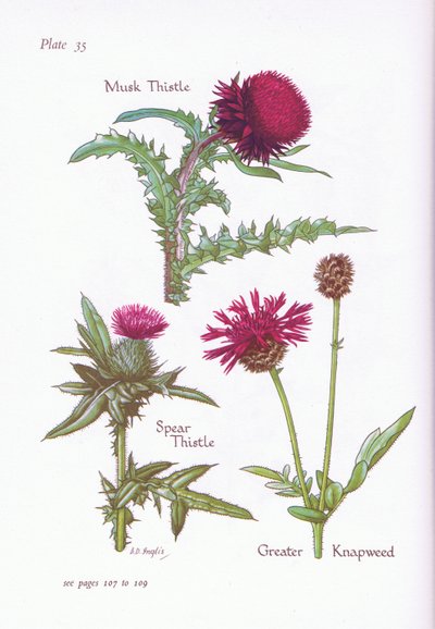 Cardo muschiato, Cardo lanceolato, Centaurea maggiore da Bessie D. Inglis
