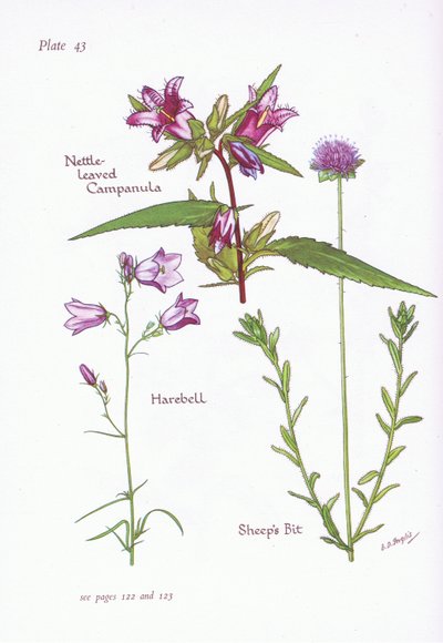 Campanula a foglie di ortica, Campanula, Campanula dei prati da Bessie D. Inglis