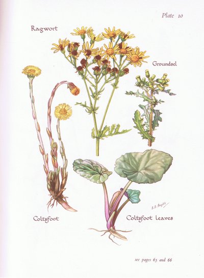 Senecio, Farfara, 1951 da Bessie D. Inglis