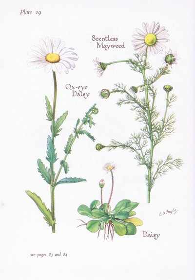 Camomilla inodore, Margherita, Margherita maggiore da Bessie D. Inglis