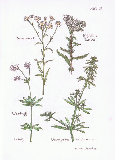 Achillea ptarmica, Millefoglio, Asperula da Bessie D. Inglis