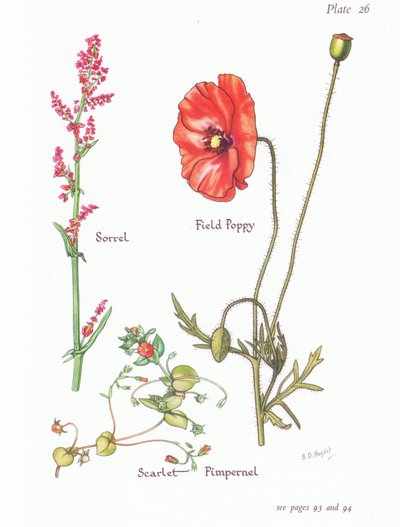 Acetosa, Pimpinella scarlatta, Papavero dei campi da Bessie D. Inglis