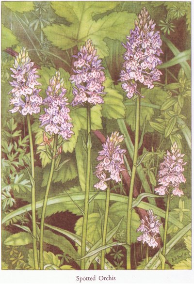 Orchidea maculata, 1951 da Bessie D. Inglis