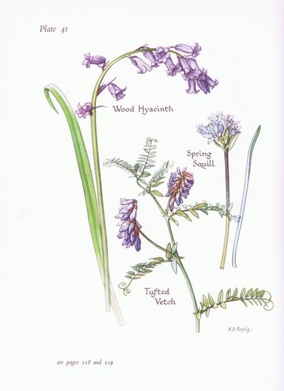 Scilla di primavera, Giacinto dei boschi, Veccia cespugliosa da Bessie D. Inglis