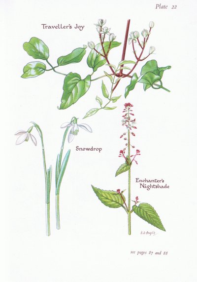 Clematide vitalba, Circaea lutetiana, Bucaneve da Bessie D. Inglis