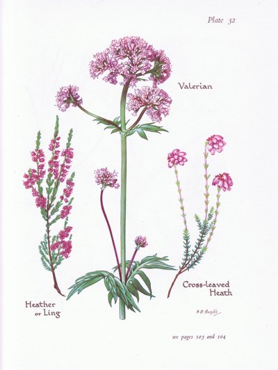 Valeriana, Erica o brugo, Erica a foglie incrociate da Bessie D. Inglis