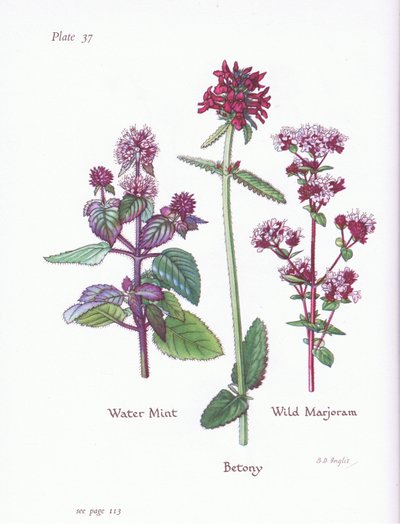 Menta acquatica, Maggiorana selvatica, Betonica da Bessie D. Inglis