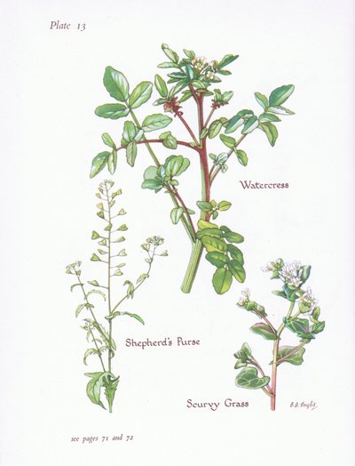 Nasturzio, Borsa del pastore, Cochlearia da Bessie D. Inglis
