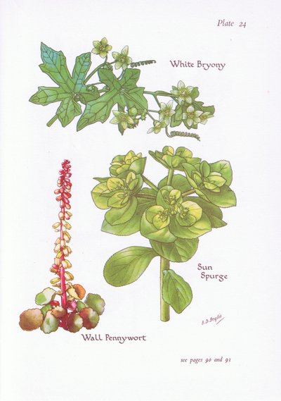 Bryonia bianca, Euforbia, Umbilicus rupestris da Bessie D. Inglis
