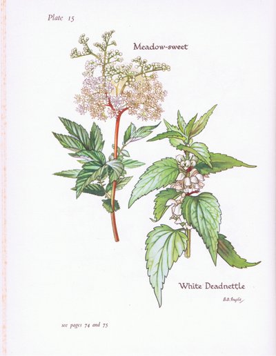 Lamium album, Filipendula ulmaria da Bessie D. Inglis