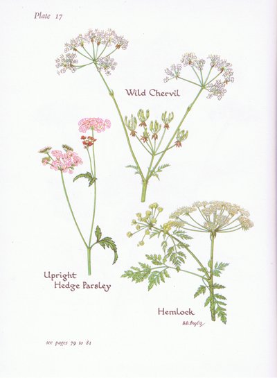 Cerfoglio selvatico, Cicuta, Torilis da Bessie D. Inglis
