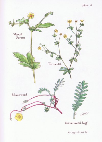 Geum urbanum, Tormentilla, Potentilla anserina, 1951 da Bessie D. Inglis
