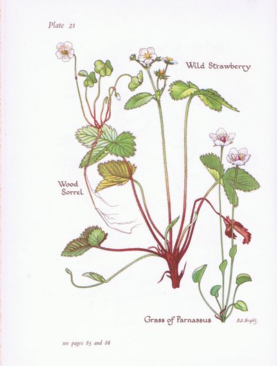Acetosella, Fragola selvatica, Parnassia palustre da Bessie D. Inglis