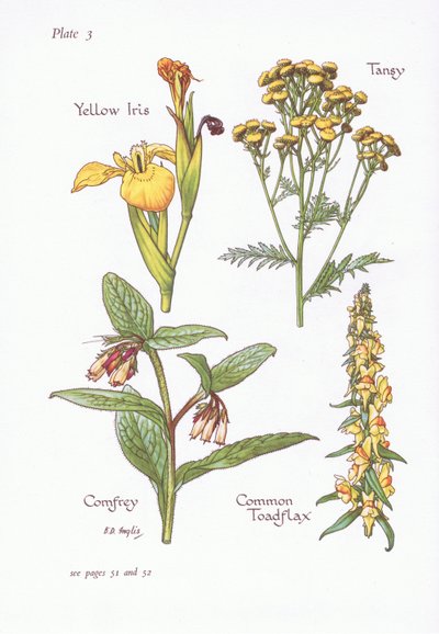 Iris giallo, Tanaceto, Consolida maggiore, Linaria comune, 1951 da Bessie D. Inglis