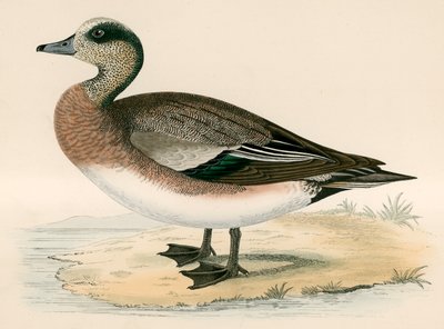 Anatra americana da Beverley R. Morris