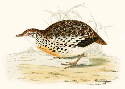 Quaglia andalusa da Beverley R. Morris