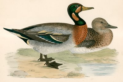 Anatra bimaculata da Beverley R. Morris
