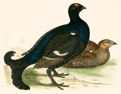Gallo cedrone da Beverley R. Morris