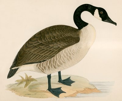 Oca del Canada da Beverley R. Morris