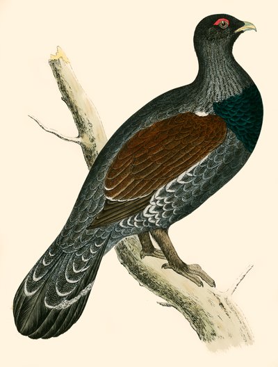 Gallo cedrone da Beverley R. Morris