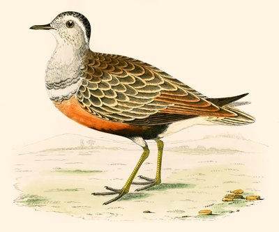 Piviere tortolino da Beverley R. Morris