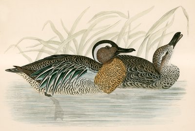 Alzavola Marmorizzata da Beverley R. Morris