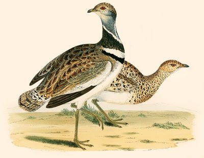 Gallina prataiola da Beverley R. Morris