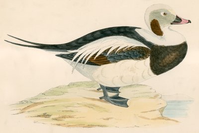 Anatra dalla coda lunga da Beverley R. Morris