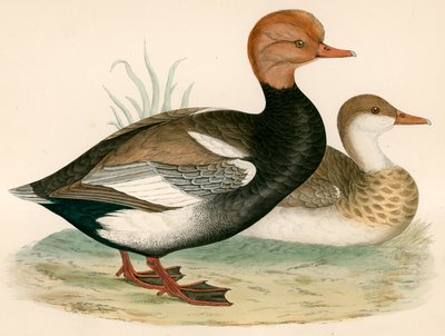 Anatra Fischiante Crestata Rossa da Beverley R. Morris