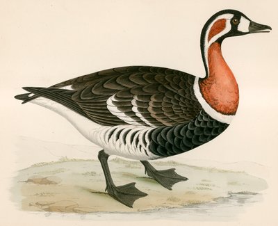 Oca dal petto rosso da Beverley R. Morris