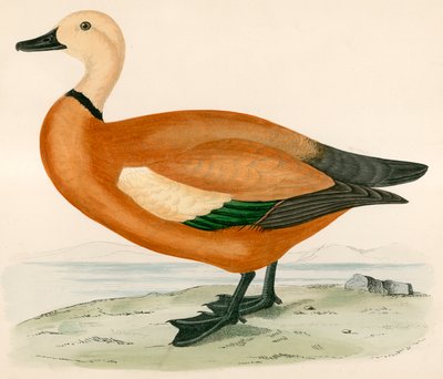 Anatra Mandarina da Beverley R. Morris