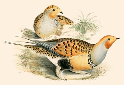 Gallina prataiola da Beverley R. Morris