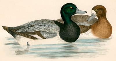 Anatra scaup da Beverley R. Morris